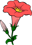Colored gamopetalous flower